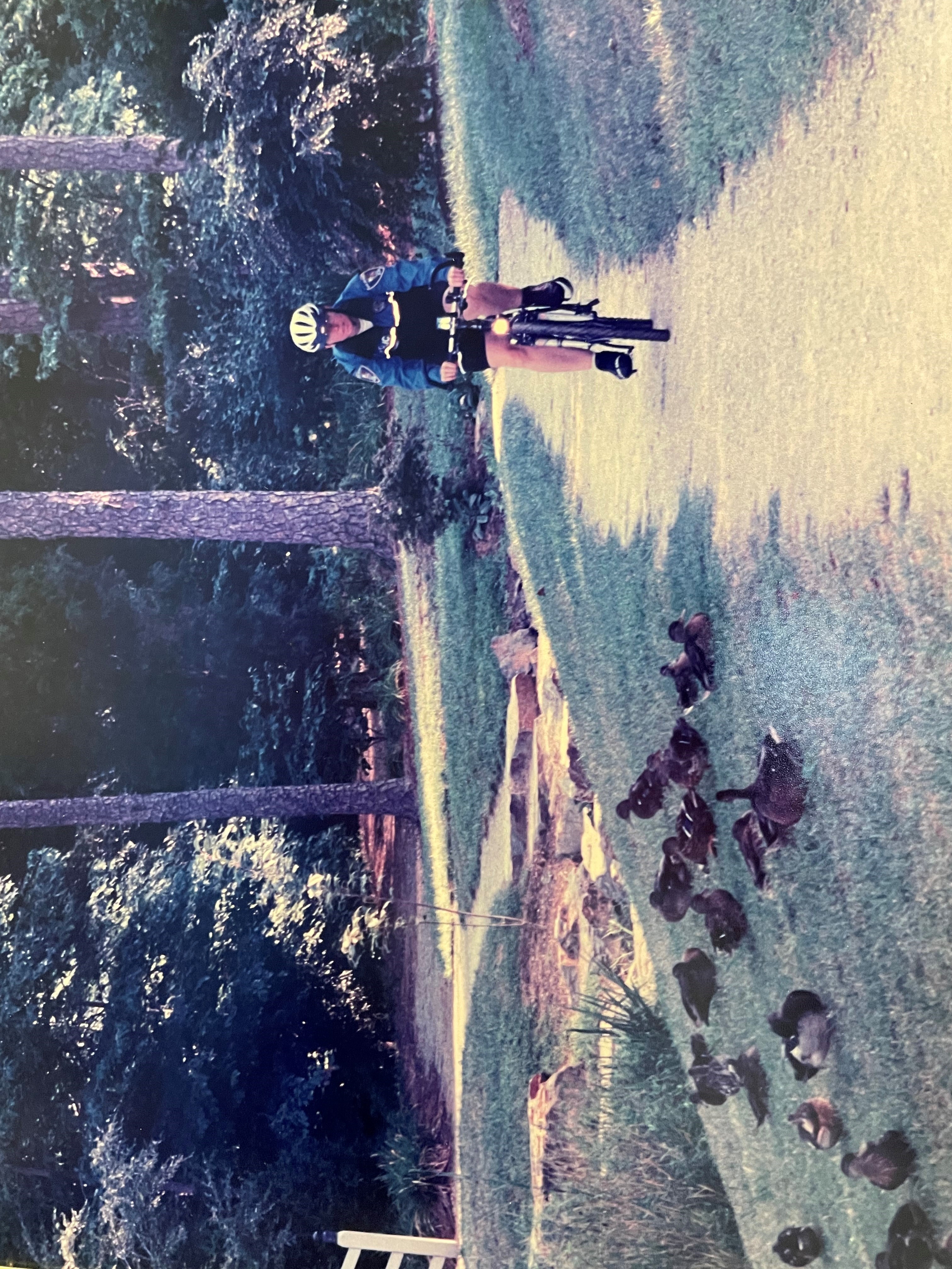 A person rides a bike on a garden path next to a flock of ducks.