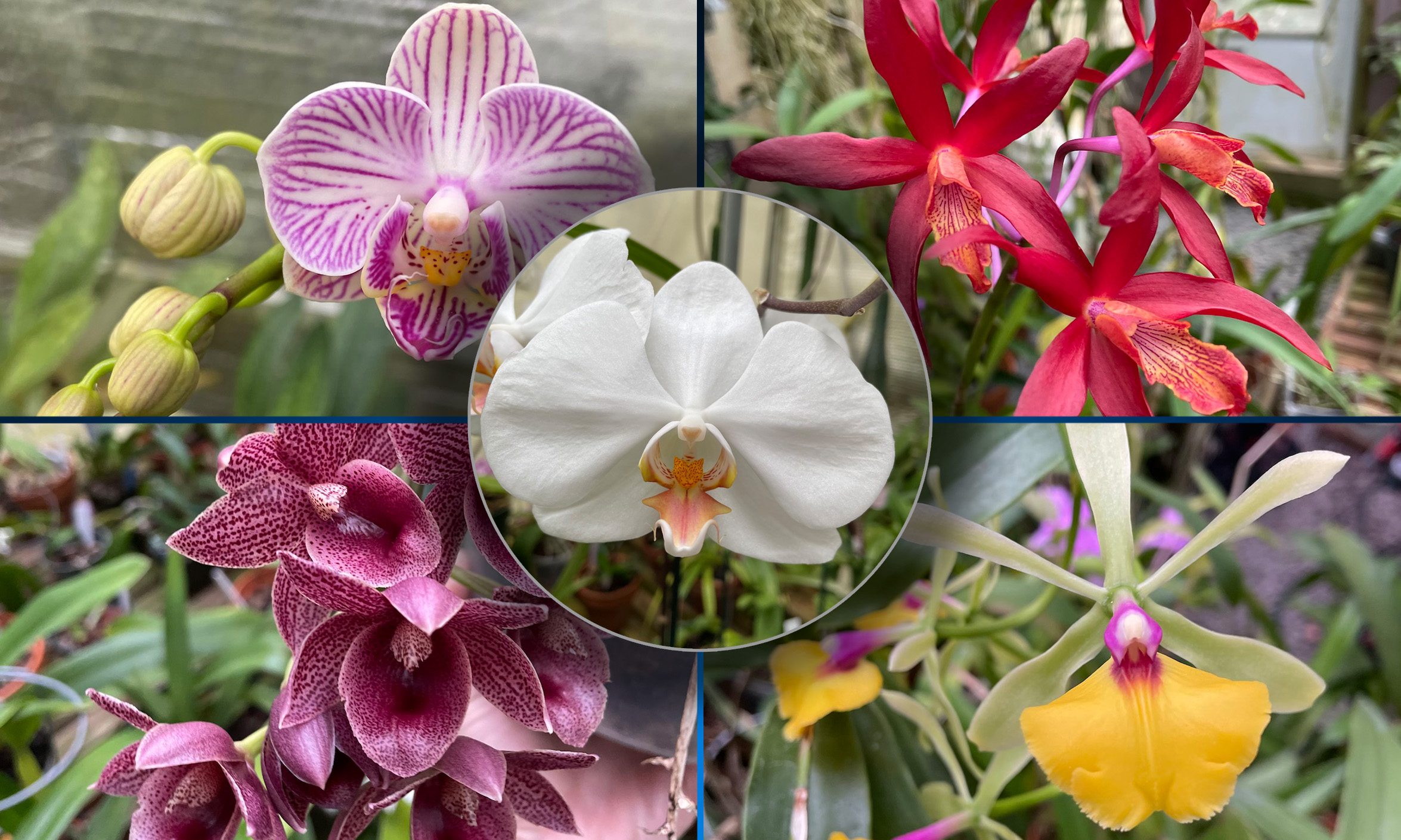 a collage of various orchids