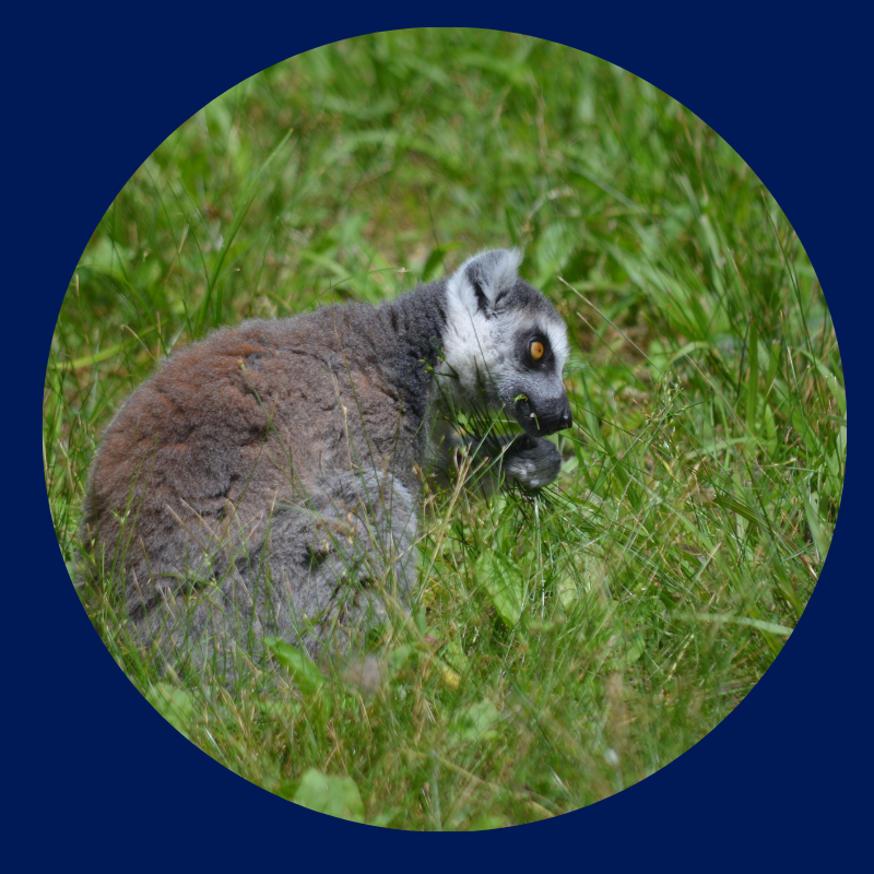 Ringtail Lemur eating grass
