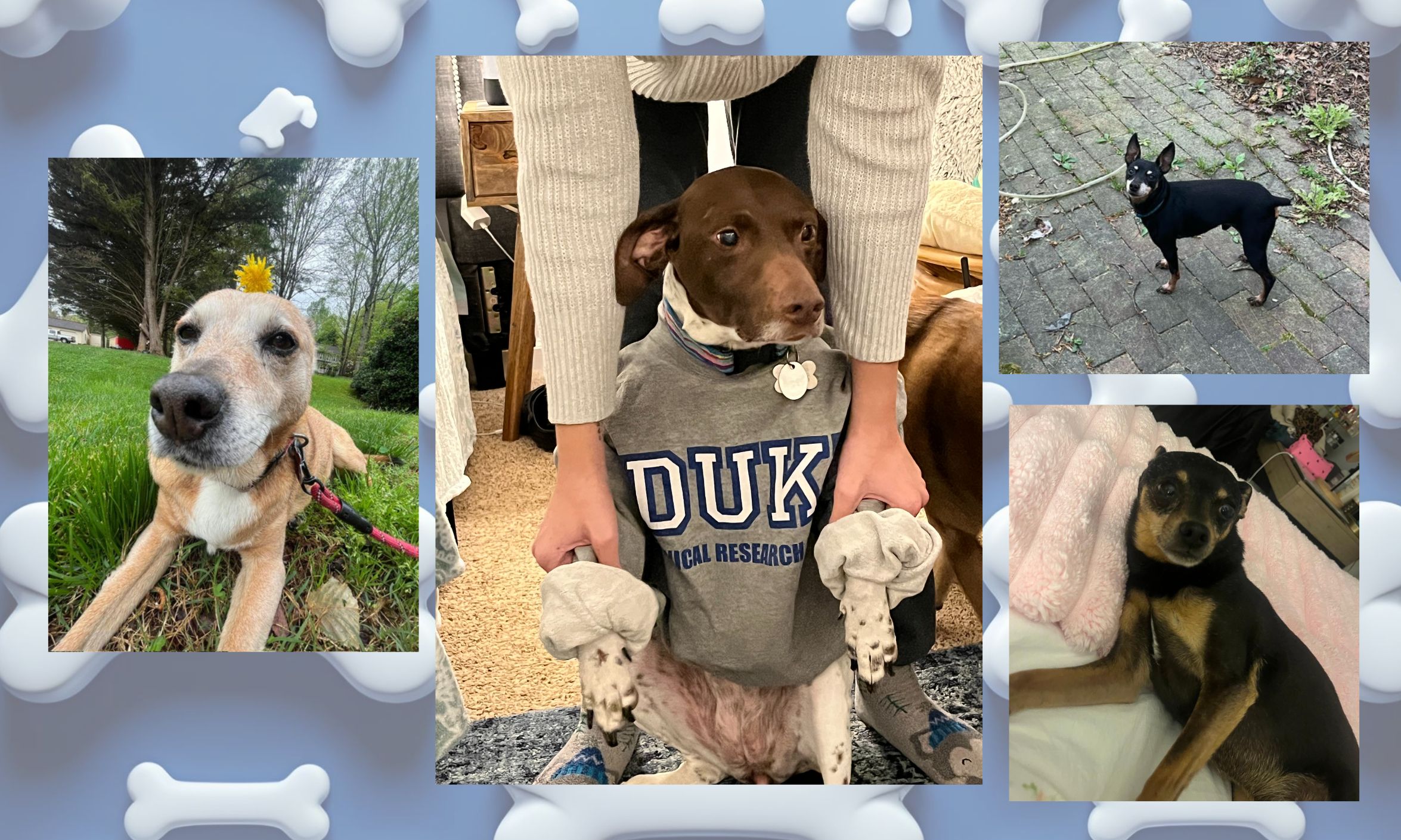 A photo collage of four dogs, including one wearing a Duke sweatshirt