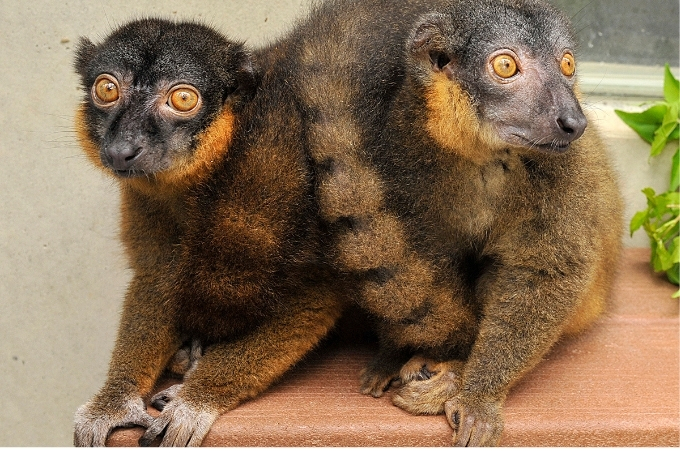 Two collard lemurs