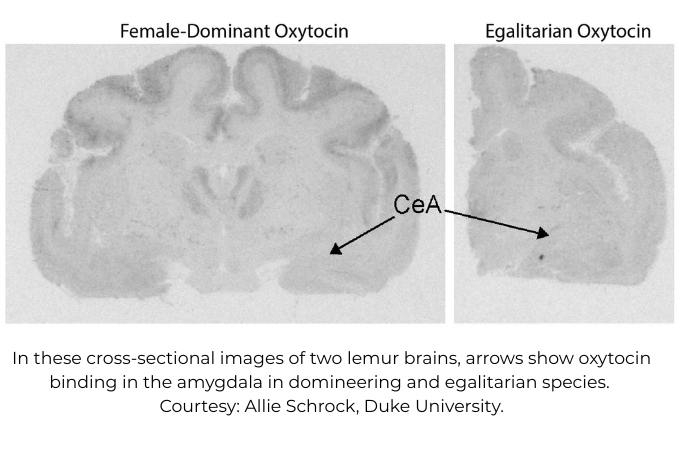 brain scan of lemurs detailing oxytocin.