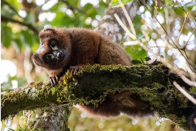 Red-bellied lemur in a tree.