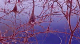 Alzheimer’s disease causes neurons in the brain to stop working, lose connections with other neurons and die. Duke University researchers have identified a molecular mechanism that may be responsible for setting the damage in motion.