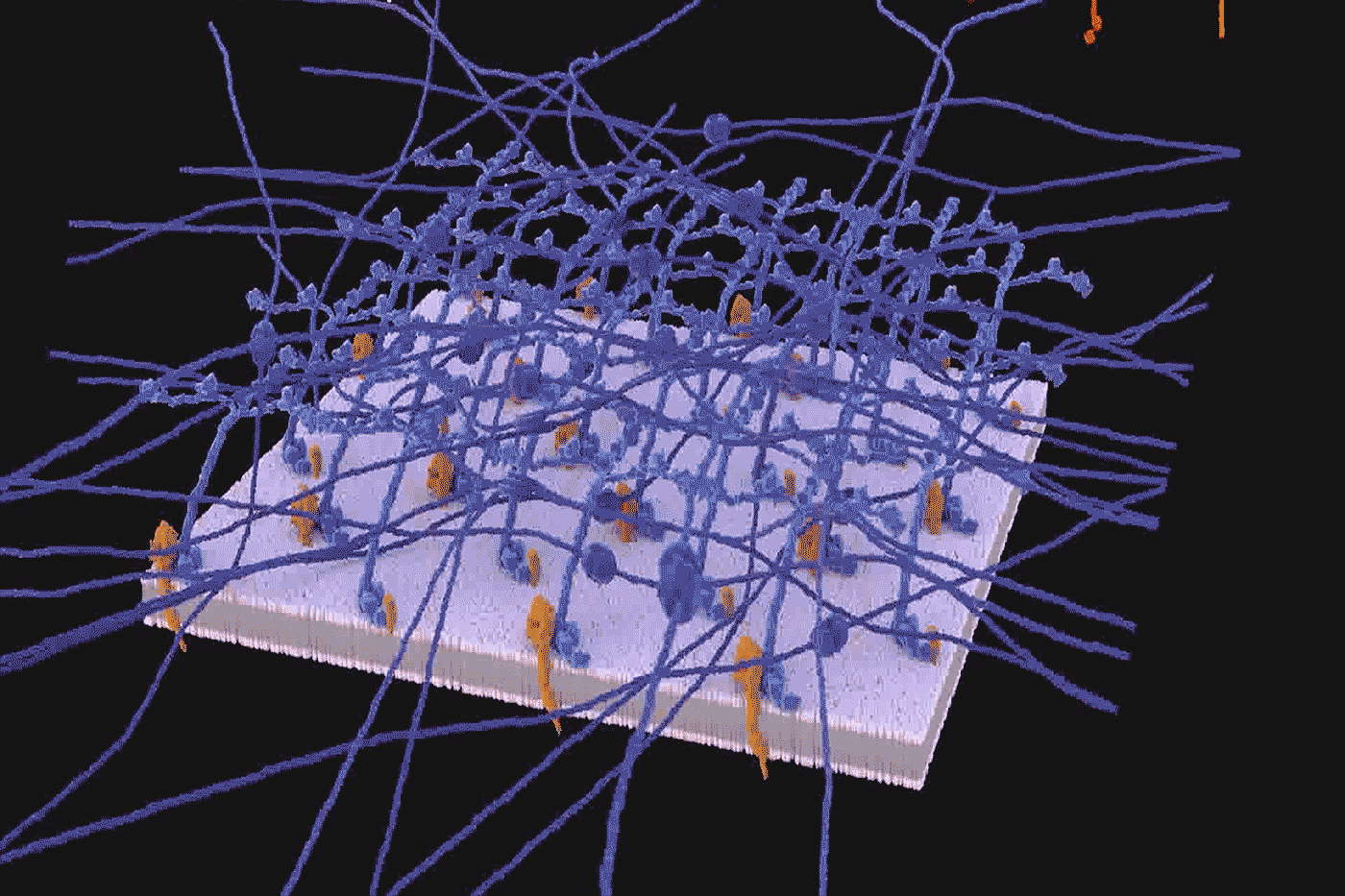 Protein molecules move within a stable scaffolding in the sheet-like mesh that surrounds and supports most animal tissues. By A. Kawska.