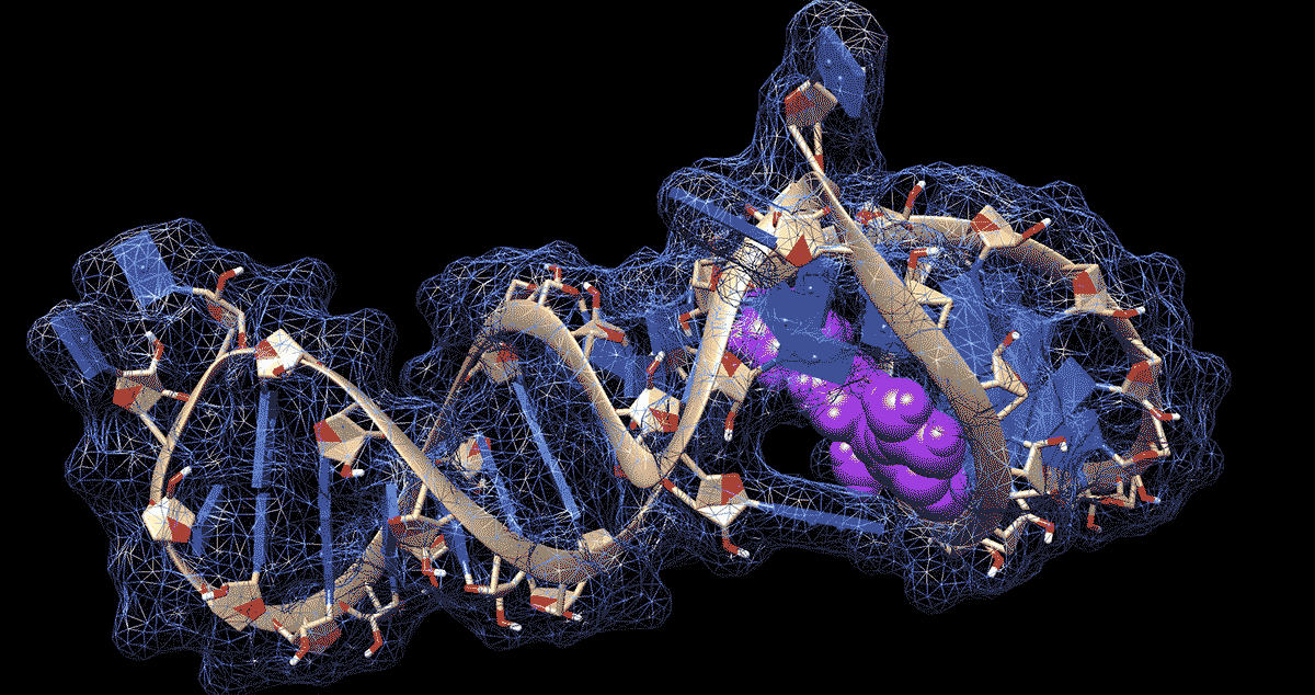 A snippet of genetic material from SARS-CoV-2, the virus that causes COVID-19. Researchers are working on new ways to cure infections, using molecules (purple) that bind to folds in the virus’s RNA genome. Credit: Martina Zafferani, Duke University
