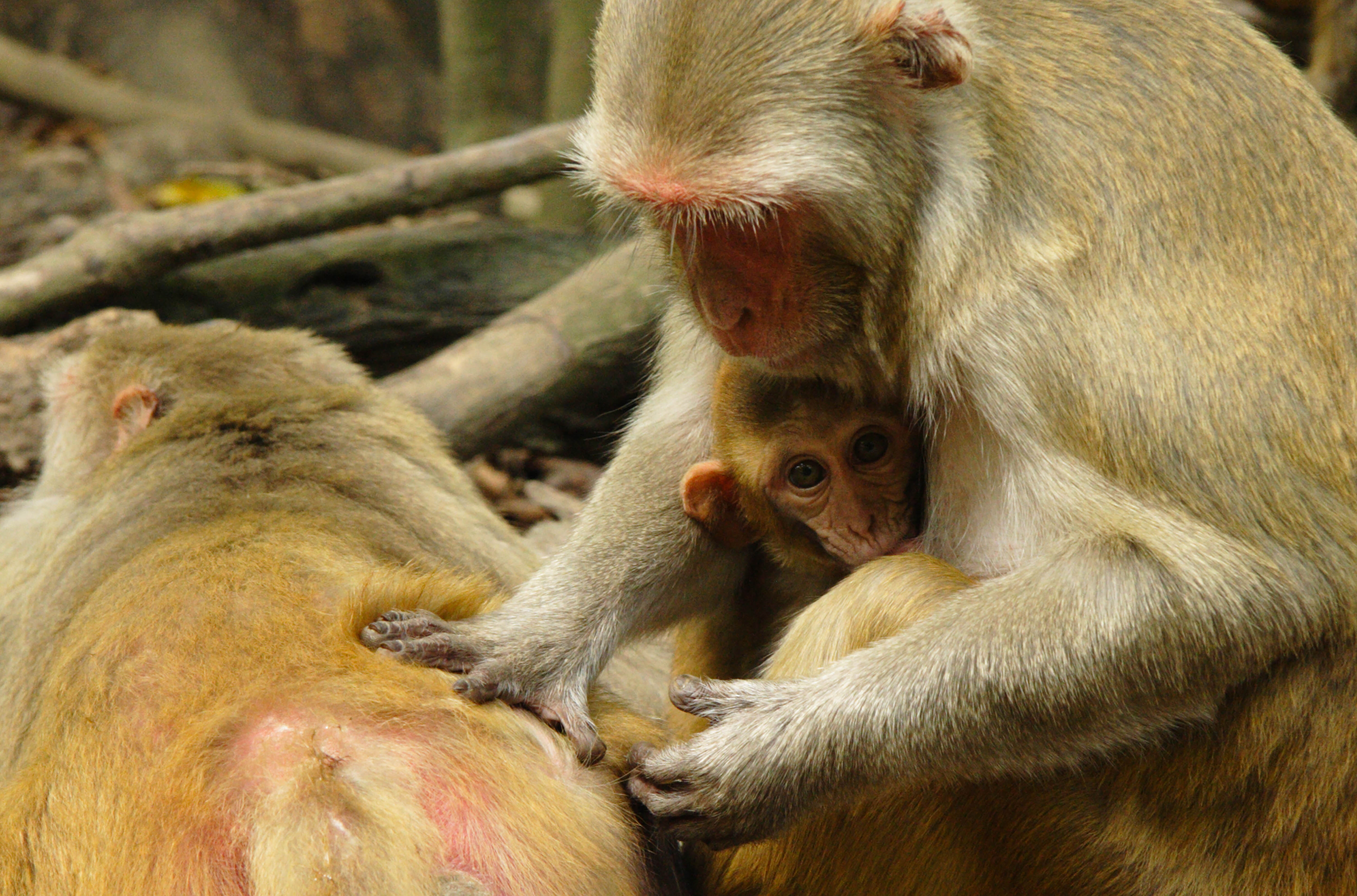 Female bonding can reduce the effects of stress in rhesus monkeys. Photo by Lauren Brent, University of Exeter