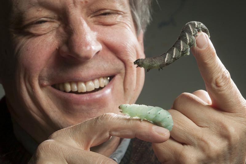 Fred Nijhout with tobacco hornworms Fred Nijhout with tobacco hornworms