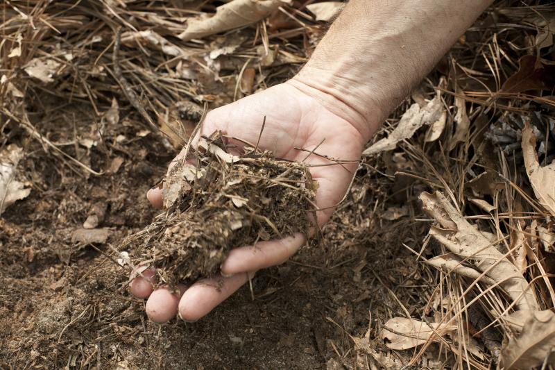 Dan Richter grabs a handful of leaf litter and decomposing organic matter from the top layer of soil. Photo by Duke Photography Dan Richter grabs a handful of leaf litter and decomposing organic matter from the top layer of soil. Photo by Duke Photography