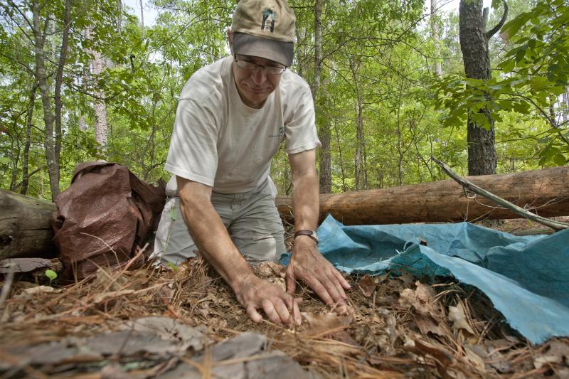 More than four tons of leaves and branches fall in a given acre of Calhoun Experimental Forest each year. As the growing forest adds dead leaves and other litter, the decaying plant matter returns nutrients to the once-depleted soil, holds water and prevents runoff. Photo by Duke Photography More than four tons of leaves and branches fall in a given acre of Calhoun Experimental Forest each year. As the growing forest adds dead leaves and other litter, the decaying plant matter returns nutrients to the once-depleted soil, holds water and prevents runoff. Photo by Duke Photography