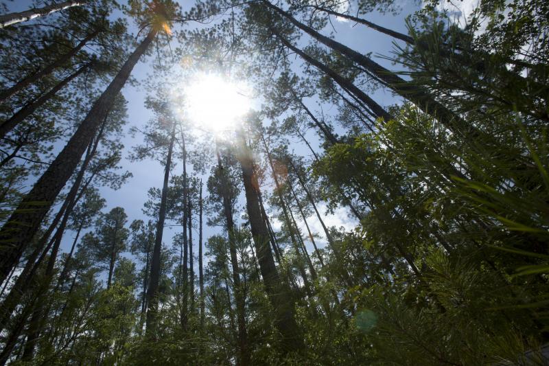 This forest was once a cotton field. Photo by Duke Photography This forest was once a cotton field. Photo by Duke Photography