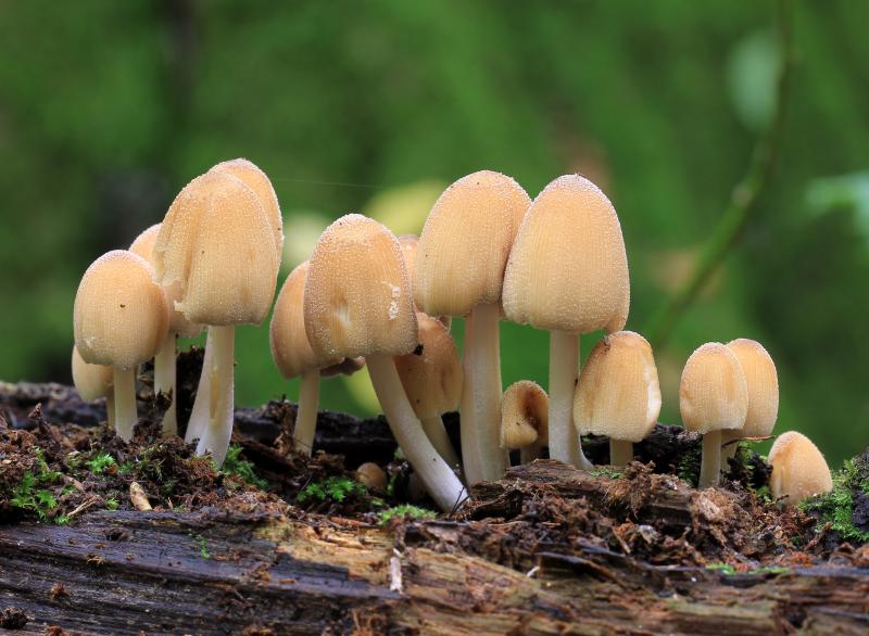 Coprinellus micaceus; Wikimedia Commons Coprinellus micaceus; Wikimedia Commons