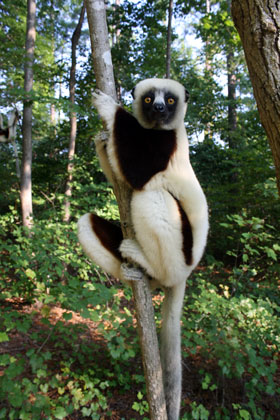 An adult Coquerel's Sifaka living at the Duke Lemur Center (Lydia Greene,DLC) Coquerel sifaka