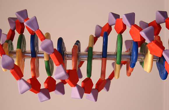 DNA basepairs
