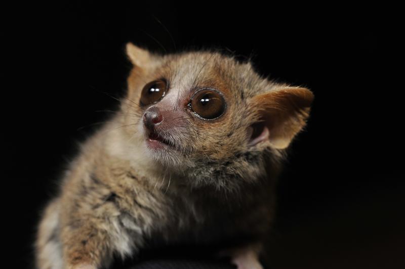 The teacup-sized mouse lemurs are the world’s smallest and fastest-reproducing primates. As a result, their collective DNA reflects changes in their surroundings at a faster rate than many other mammals. A new study uses mouse lemur genomes to reconstruct Madagascar’s forests before human arrival. Photo by David Haring, Duke Lemur Center. The teacup-sized mouse lemurs are the world’s smallest and fastest-reproducing primates. As a result, their collective DNA reflects changes in their surroundings at a faster rate than many other mammals. A new study uses mouse lemur genomes to reconstruct Madagascar’s forests before human arrival. Photo by David Haring, Duke Lemur Center.