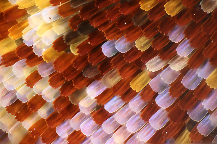 butterfly wing scales butterfly wing scales