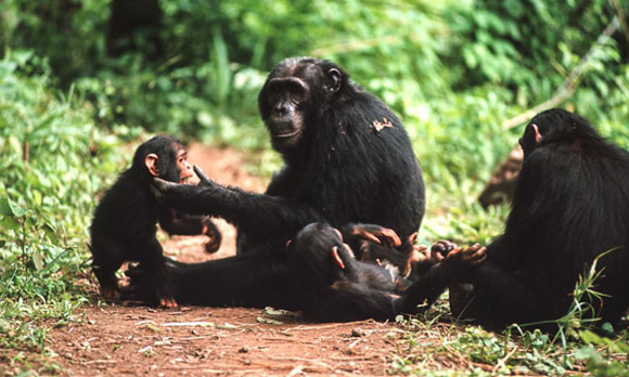 chimps