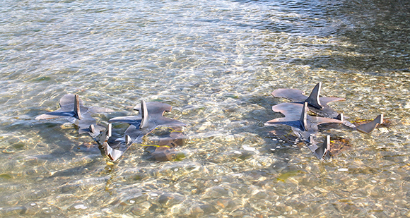 Shark decoys
