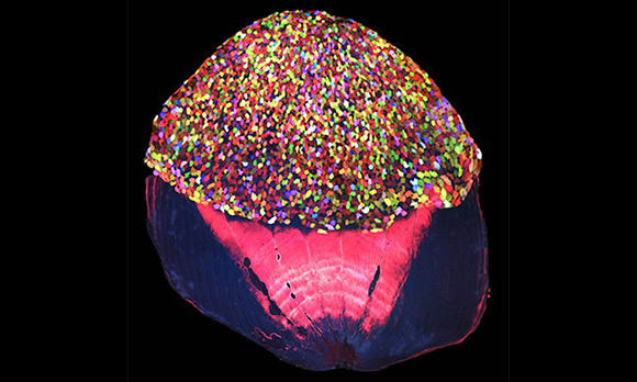 zebrafish