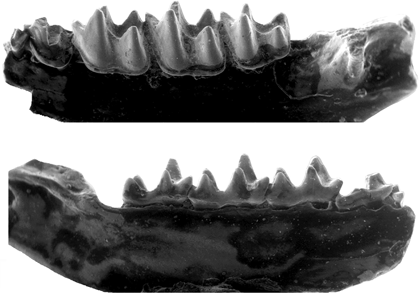 This 30-million-year-old fossilized jawbone, seen from both sides, is less than half an inch in length, but it has a lot to say about bat evolution. Photo credit: Gregg Gunnell