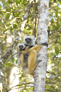 sifaka_small.jpg