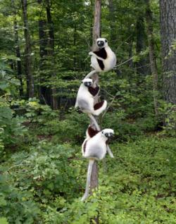 sifaka_trio.jpg