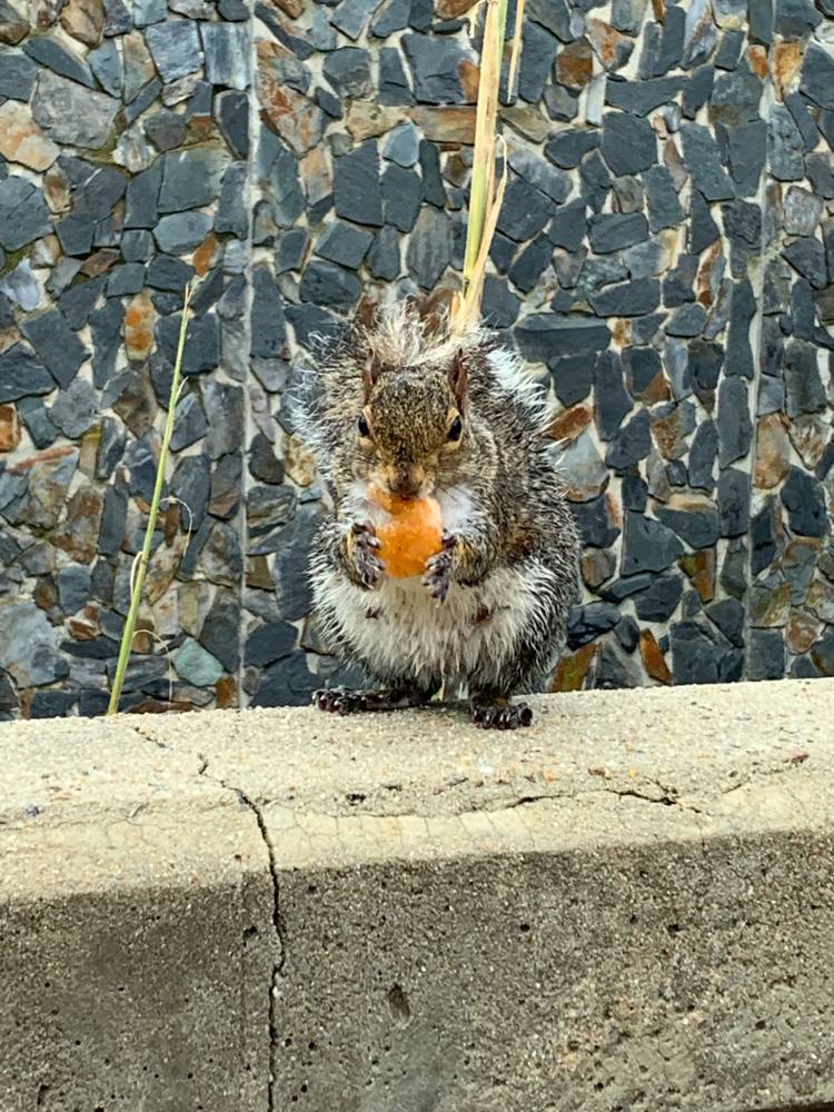 A squirrel grabbing a bite on West Campus.