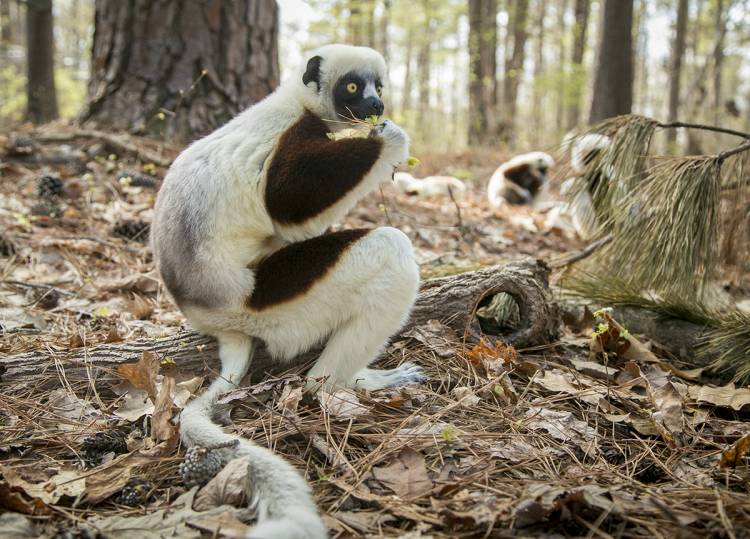 A sifaka munches on a treat plucked from the Lemur Center grounds. Photo by Jared Lazarus