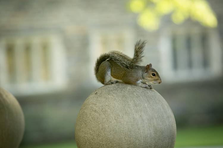 A squirrel finds one of the stone walkway pillars to the Davison Quad a nice place to relax on a beautiful Spring evening.