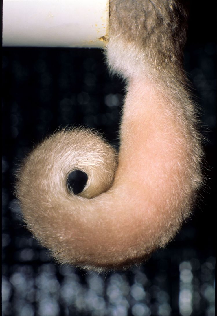  Fat-tailed dwarf lemurs get their name from their sausage-like tails (shown poking out while its owner explores a tunnel). Photo by David Haring.
