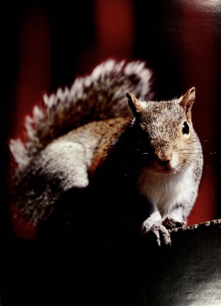 A picture of a squirrel found in a 1999 Duke yearbook.