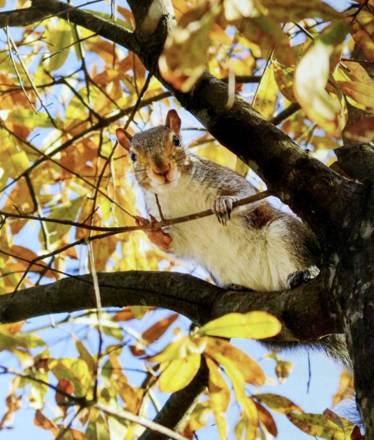 A picture of a squirrel found in a 2014 Duke yearbook.