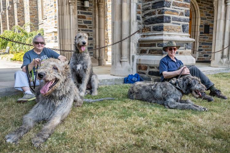 wolfhounds at the blessing of the animals