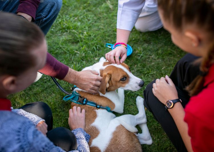a beagle mix dog is blessed