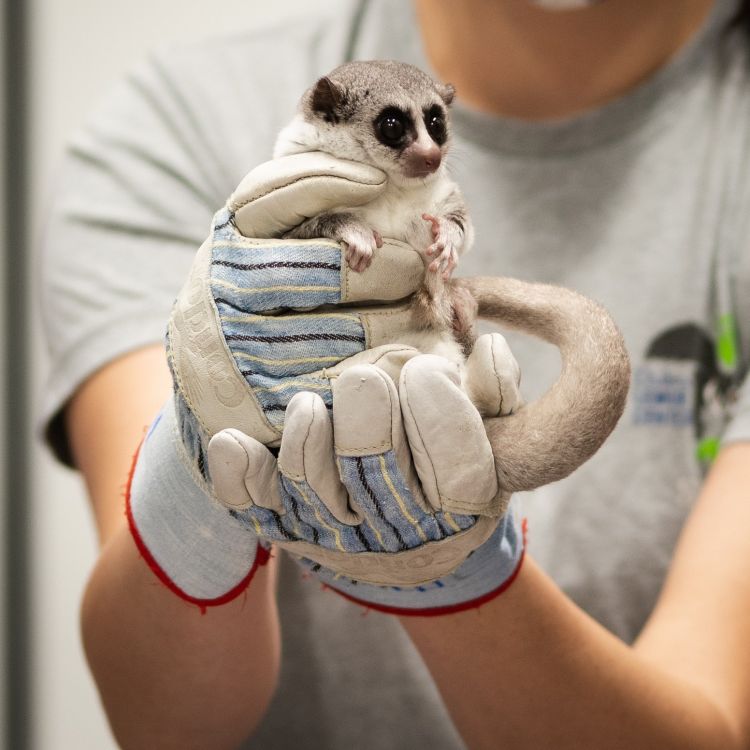Love handles of the lemur kind: For fat-tailed dwarf lemurs, bulking up is a survival strategy for when food is in short supply. Photo credit: Sara Clark Sorraia, Duke Lemur Center.
