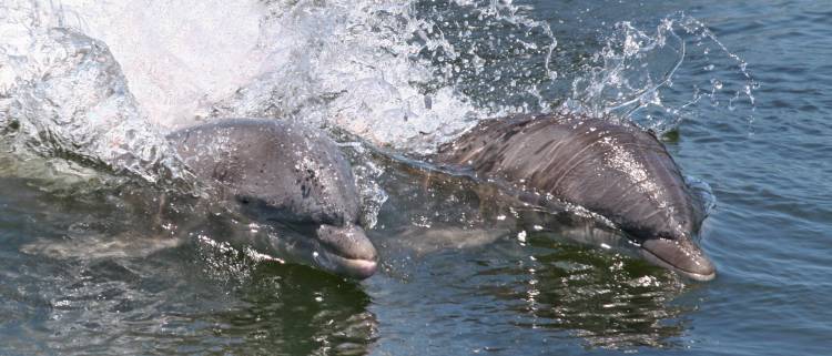 A 450-pound dolphin just going about its business requires some 12,750 calories a day. That may sound like a lot. But it’s less than researchers expected. Credit: Dolphin Research Center, https://dolphins.org/
