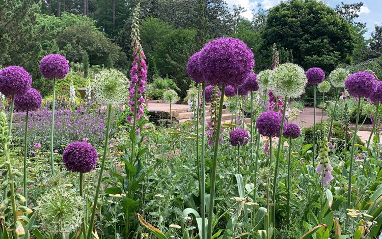 During her walks in the Sarah P. Duke Gardens, Amy Puglia would often snap photos of the beautiful flowers. Photo by Amy Puglia. Flowers in Duke Gardens.