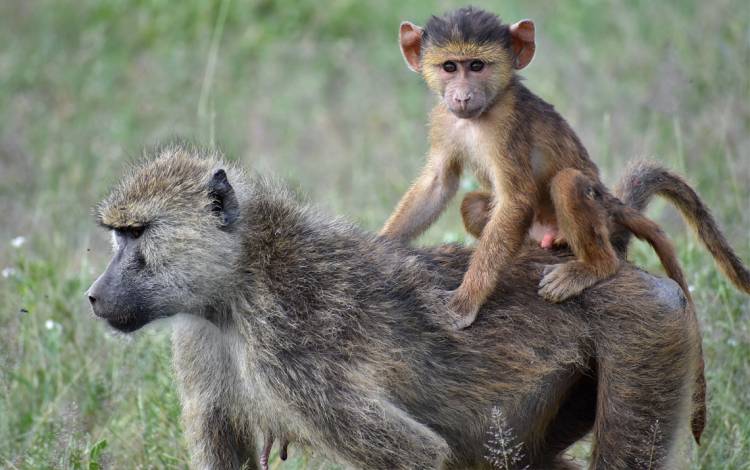 The Amboseli Baboon Research Project has been gathering data on a group of baboons in Kenya for nearly 50 years. Photo by Chelsea Weibel.