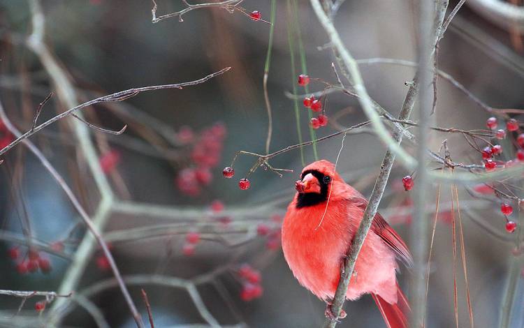 A bird in a tree.