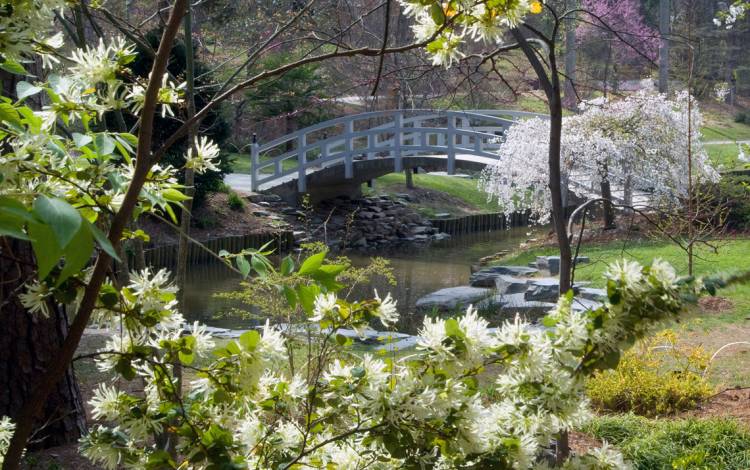 The arched bridge in the Sarah P. Duke gardens when it was white.