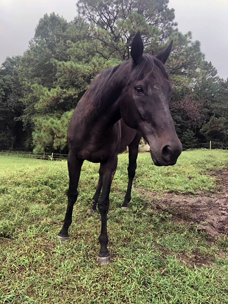 Holly Williams enjoys caring for her horse named Brother. Photo courtesy of Holly Williams.