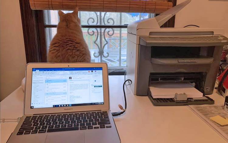 A desk with a cat on it.