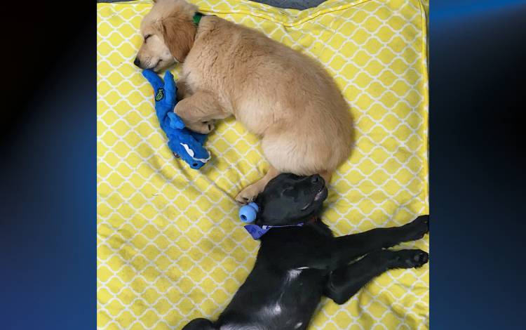 Kyler, a yellow lab, and Ernie, a black lab, are on loan from Canine Companions for Independence, a California-based organization that trains assistance dogs.