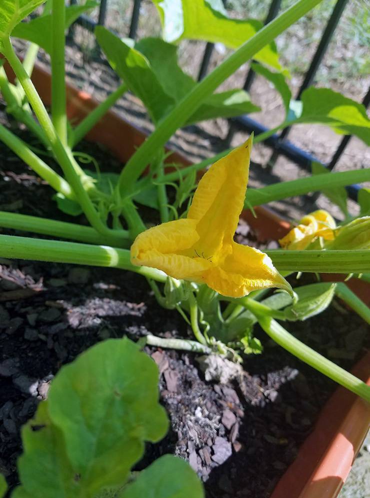 Carmela Archual has spent her summer watching the fruits and vegetables in her garden grow. Photo courtesy of Carmela Archual. Carmela Archual has spent her summer watching the fruits and vegetables in her garden grow. Photo courtesy of Carmela Archual.