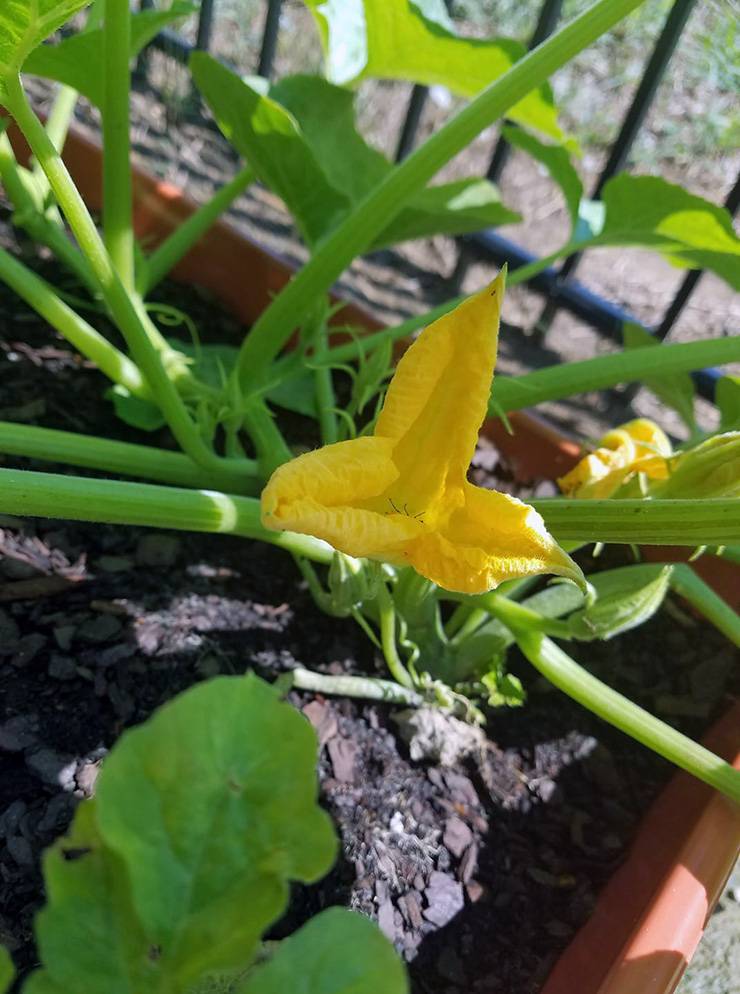 Carmela Archual has spent her summer watching the fruits and vegetables in her garden grow. Photo courtesy of Carmela Archual.