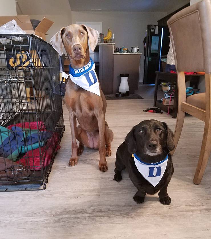 Emma, left, and Bart, right, model their Duke bandanas. Photo courtesy of Carmela Archual.