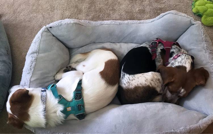 Once her workday gets going, Chandler Bonds is often joined by her dogs Gus, left, and Chloe, right, who sleep by her feet. Photo courtesy of Chandler Bonds.