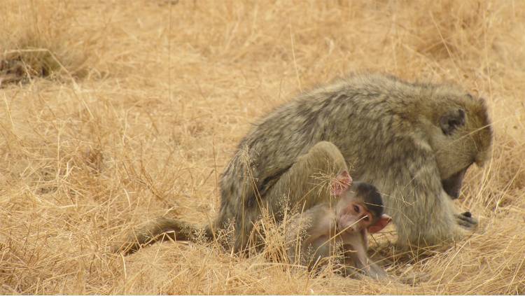 Baboons reveal how childhood wounds faced by one generation can take a toll on the next, and how close relationships with parents or other sources of support might help break the cycle. Photo by Stefanie Clinton, Duke.