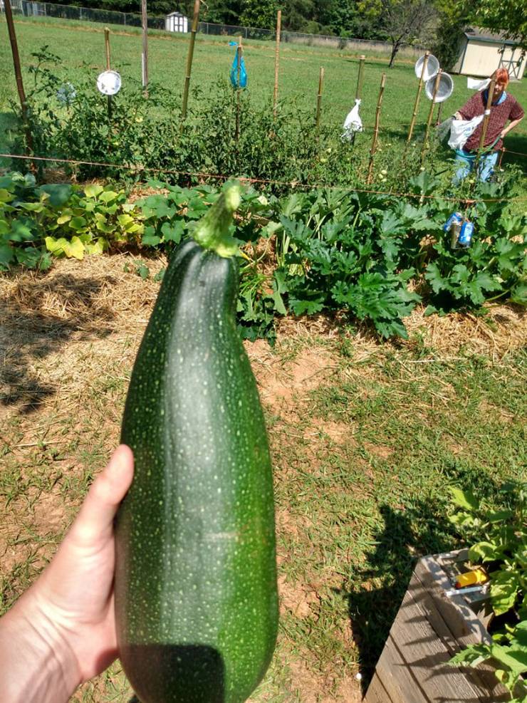 Crystal Patterson's garden has given her and her family members nice vegetables and a chance to spend quality time together. Photo courtesy of Crystal Patterson.