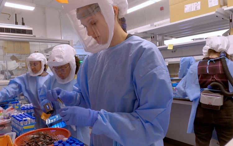 Lab work in the Duke Human Vaccine Institute.